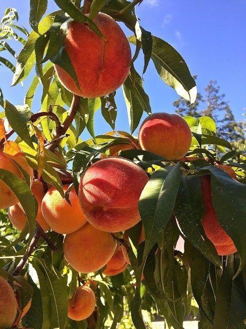 Sunrise Orchard Bounty: Fresh-Picked Fruit Delights
